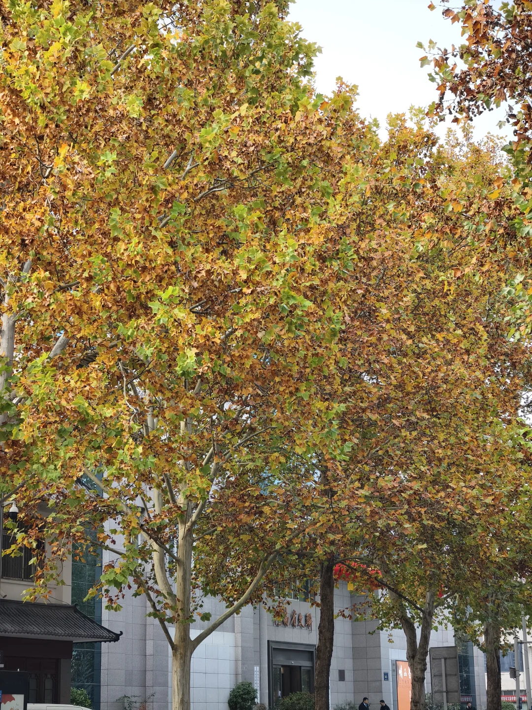 郑州，一种很北方的通感