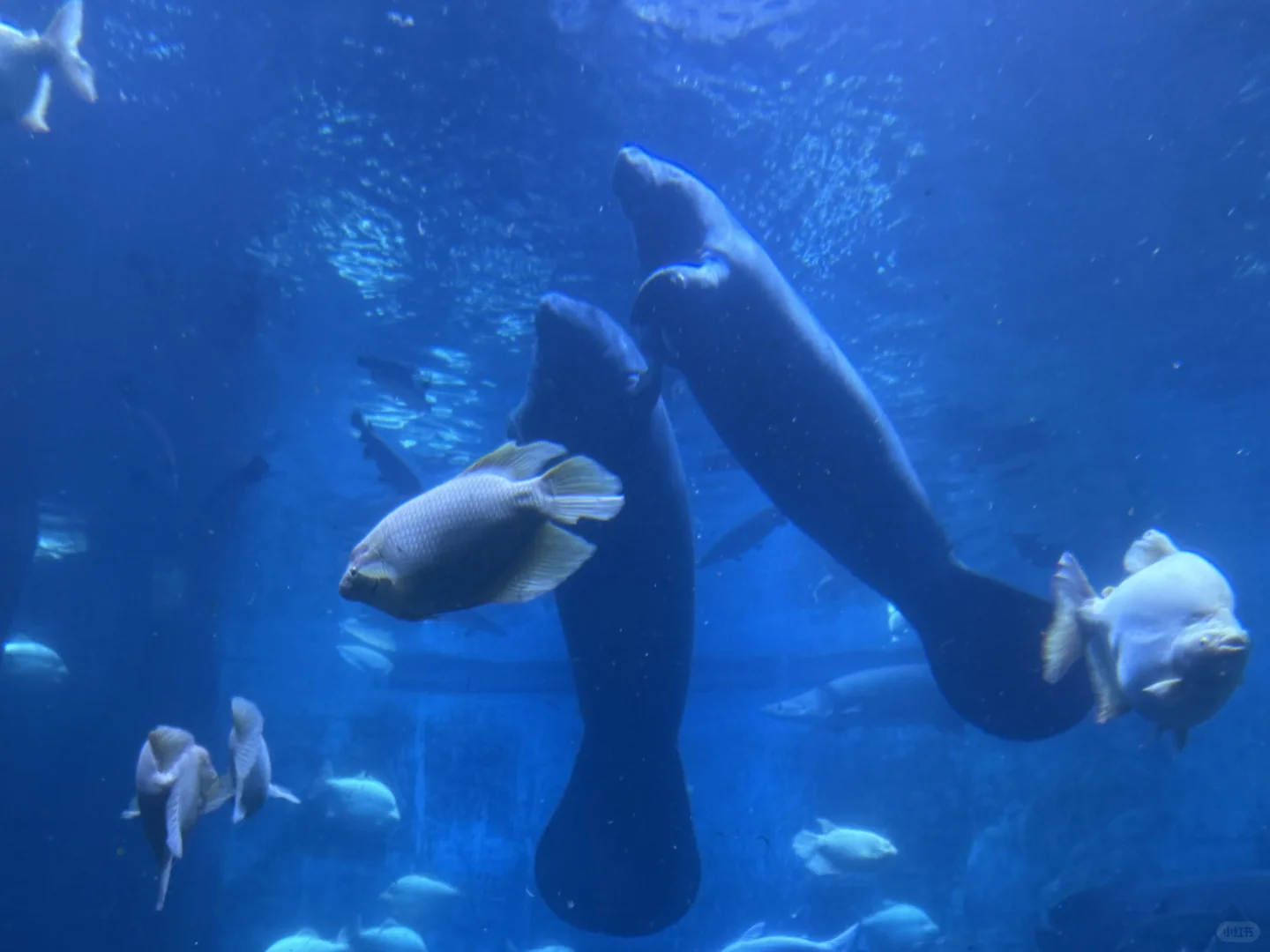 郑州海昌，五星好评