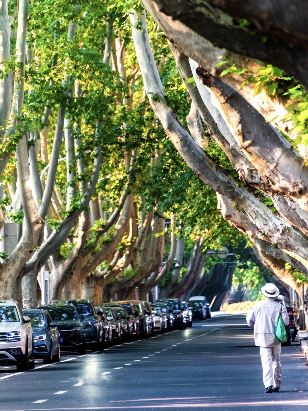不输南京❗秋天的郑州梧桐大道像梦中场景