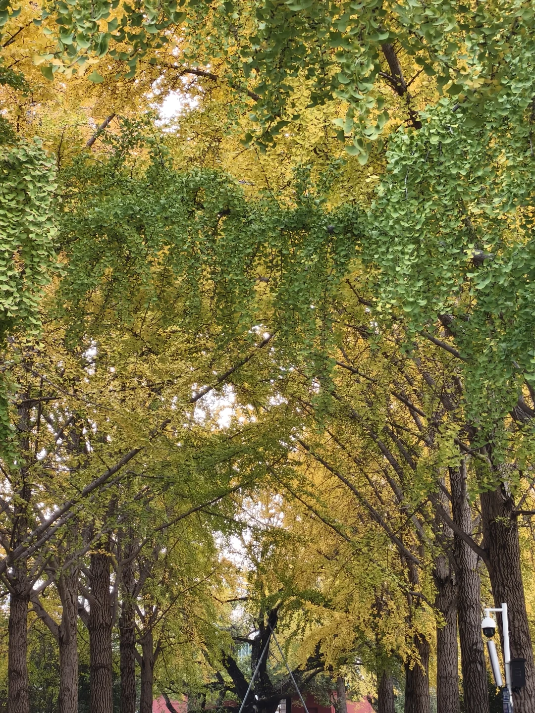 郑州，一种很北方的通感