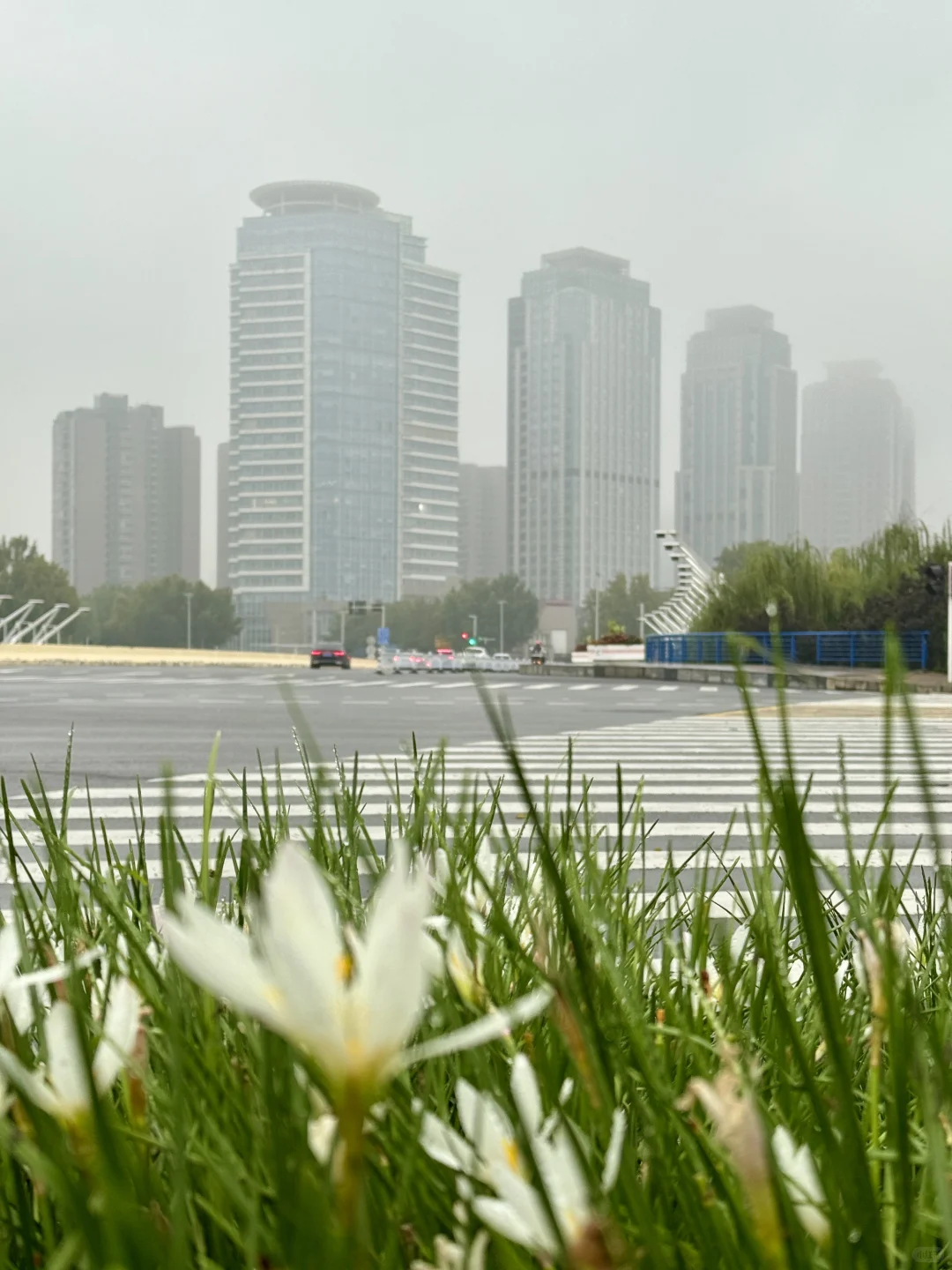 今天冒着雨拍郑州街景，风景不输江南！