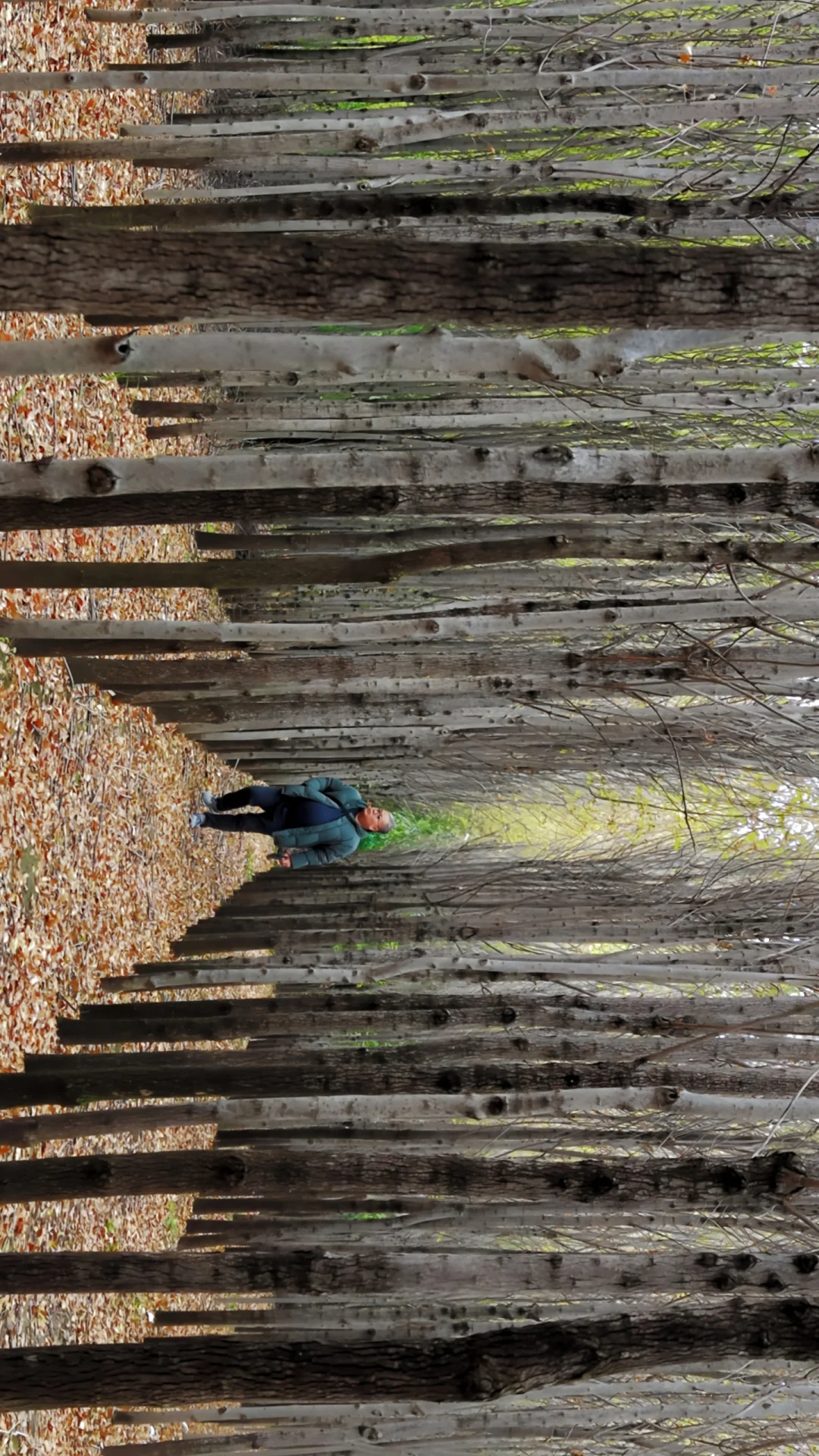 去过疏影路，郑州呼伦贝尔式秋天才算完整！