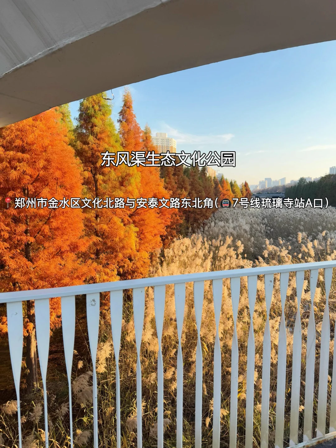 赏秋指南🍂在郑州必逛的12个秋日好去处‼️