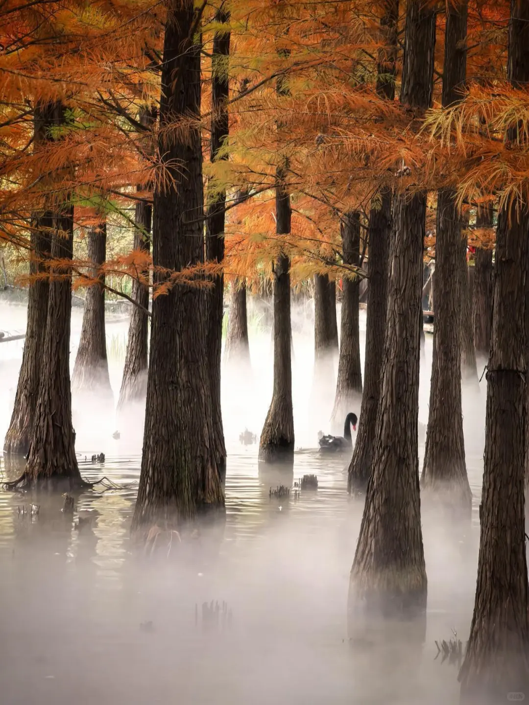 洛阳丝滑不排队攻略