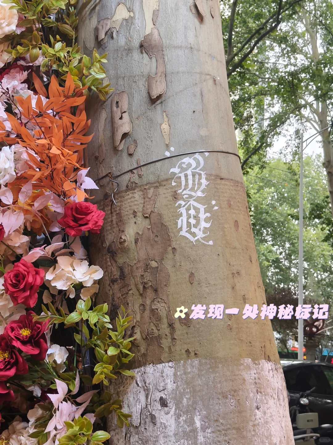 旅行plog🏮洛阳篇:一个人的走走停停