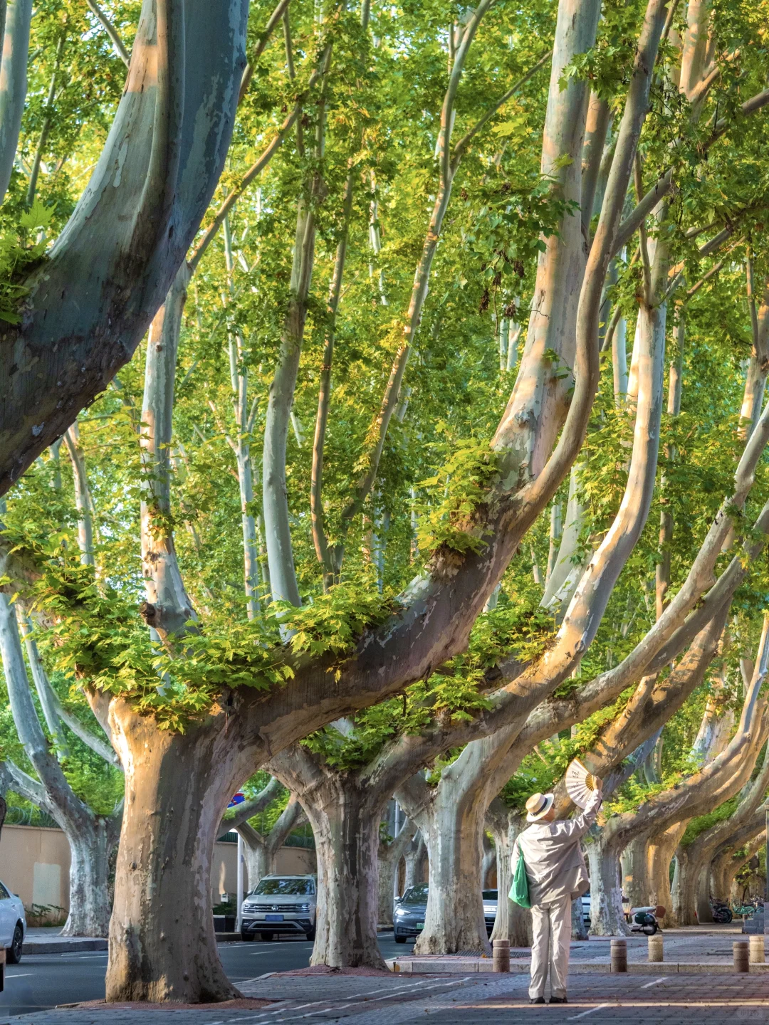不输南京❗秋天的郑州梧桐大道像梦中场景