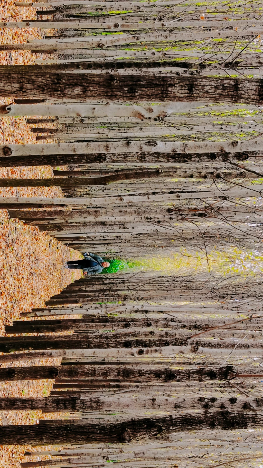 去过疏影路，郑州呼伦贝尔式秋天才算完整！
