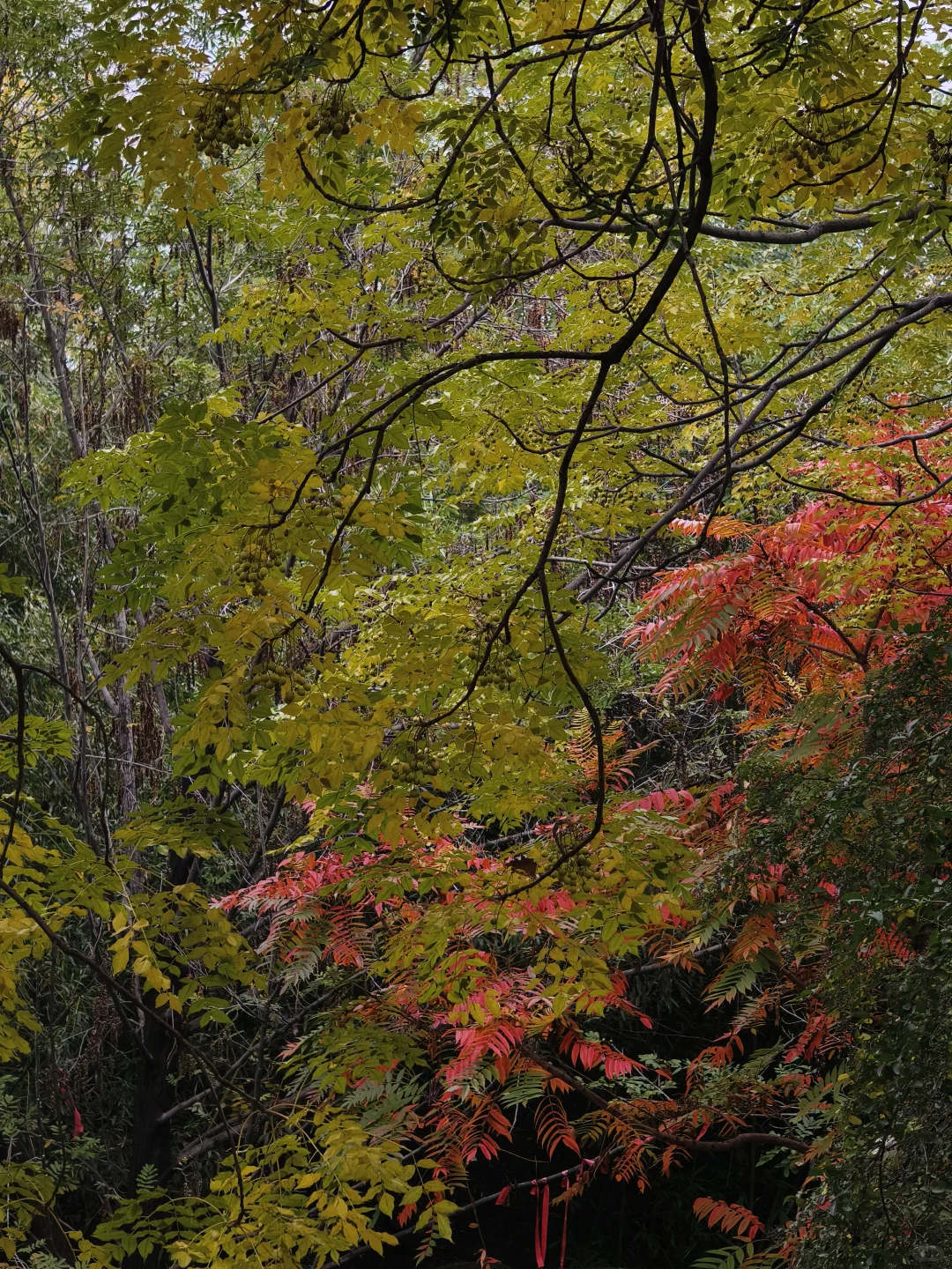 郑州，一种很北方的通感