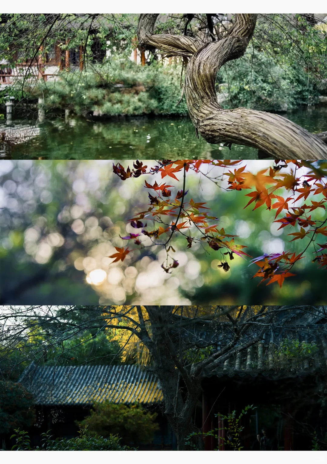 初冬时光，郑州梦溪园