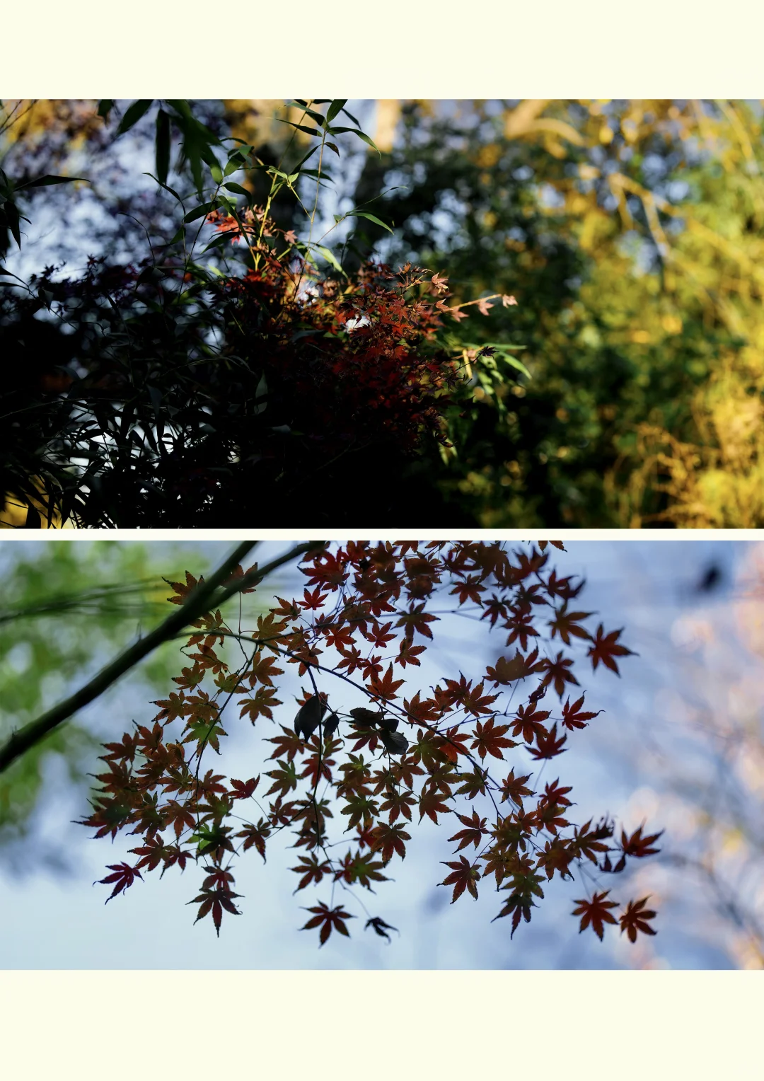 初冬时光，郑州梦溪园
