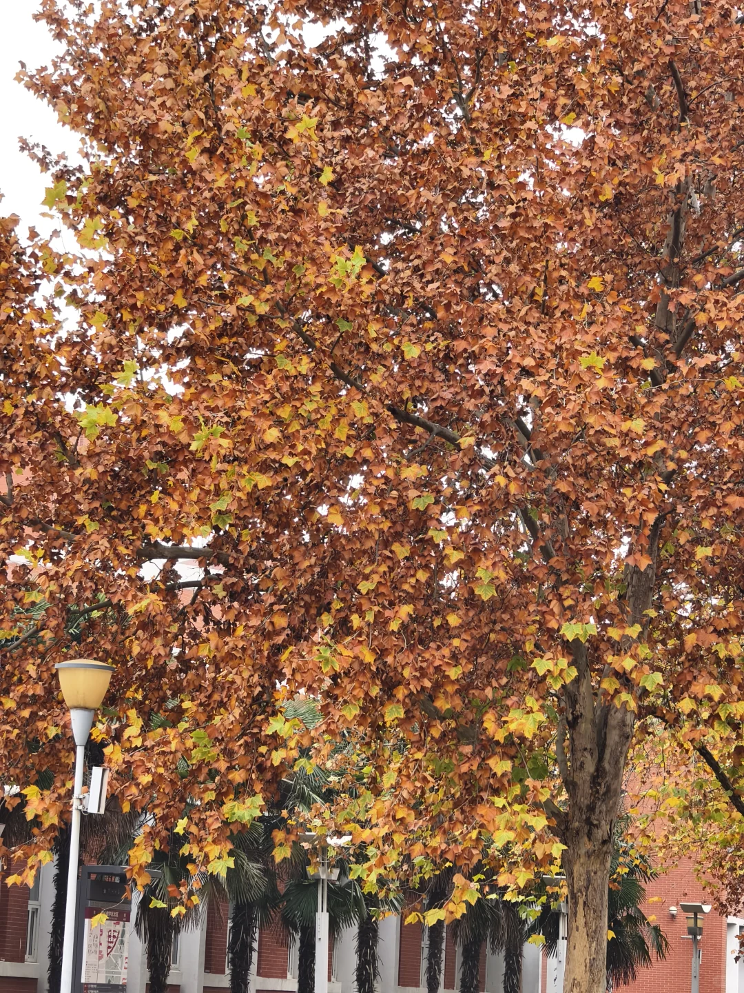 郑州，一种很北方的通感