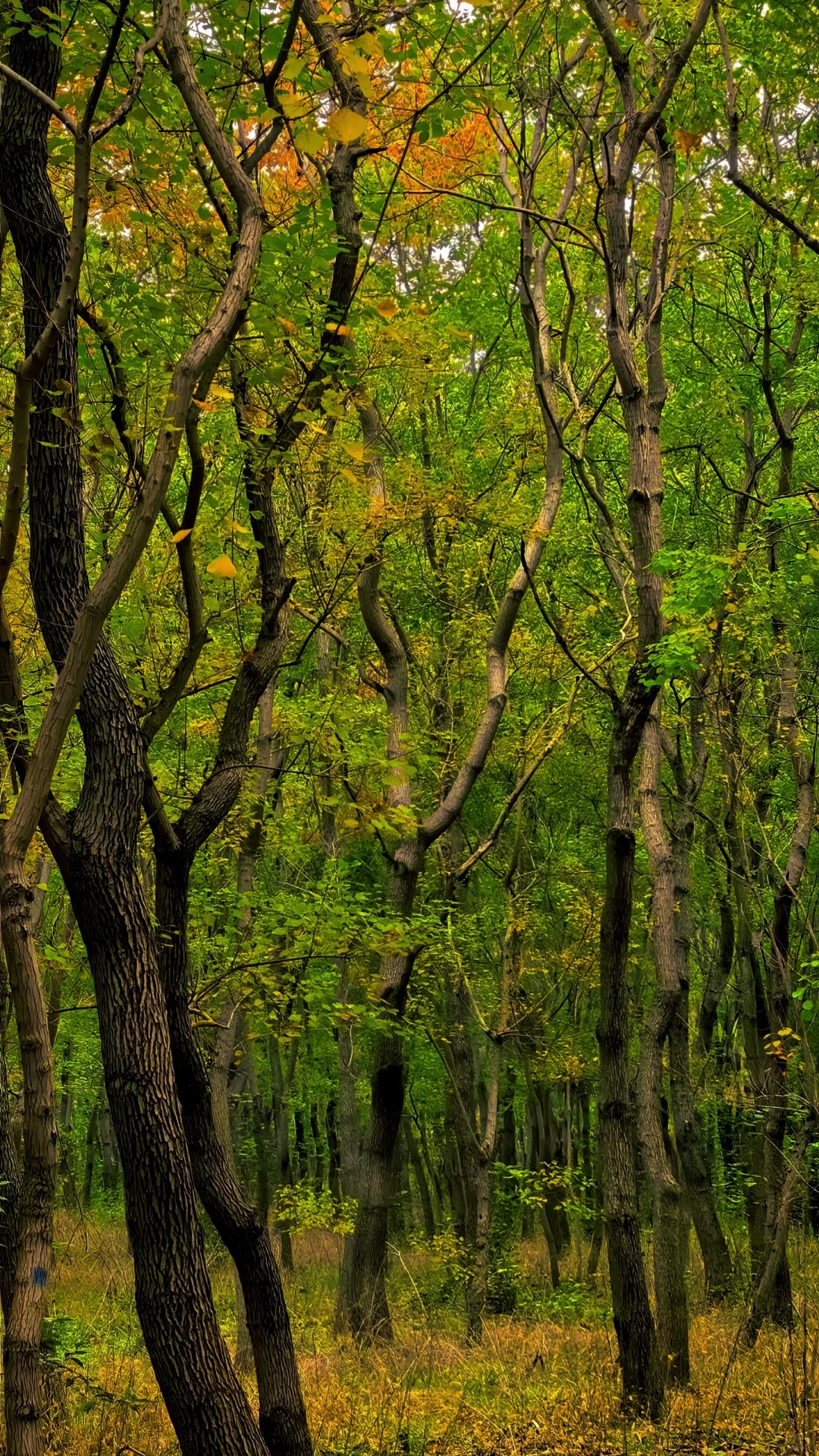 去过疏影路，郑州呼伦贝尔式秋天才算完整！