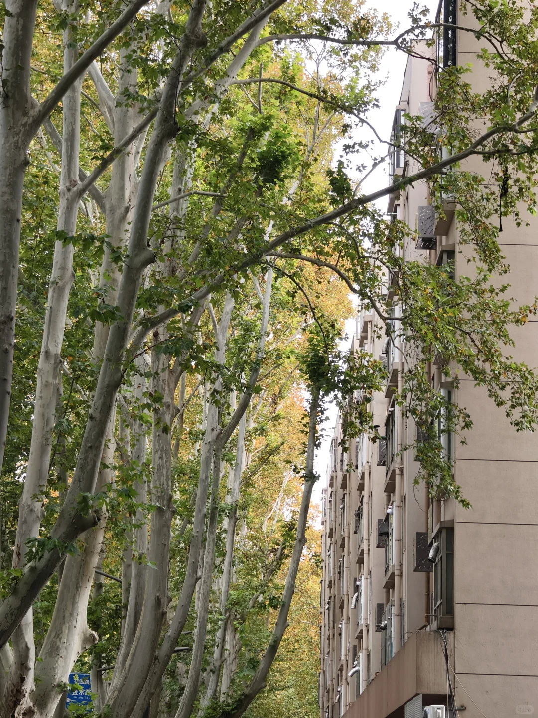 郑州，一种很北方的通感