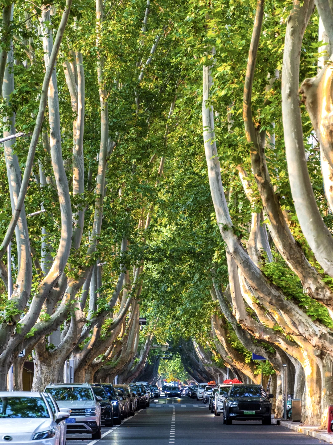 不输南京❗秋天的郑州梧桐大道像梦中场景