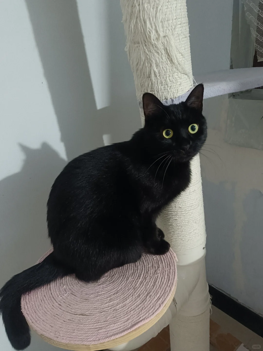 🐾郑在宠爱你！郑州展会专属福利提前曝光