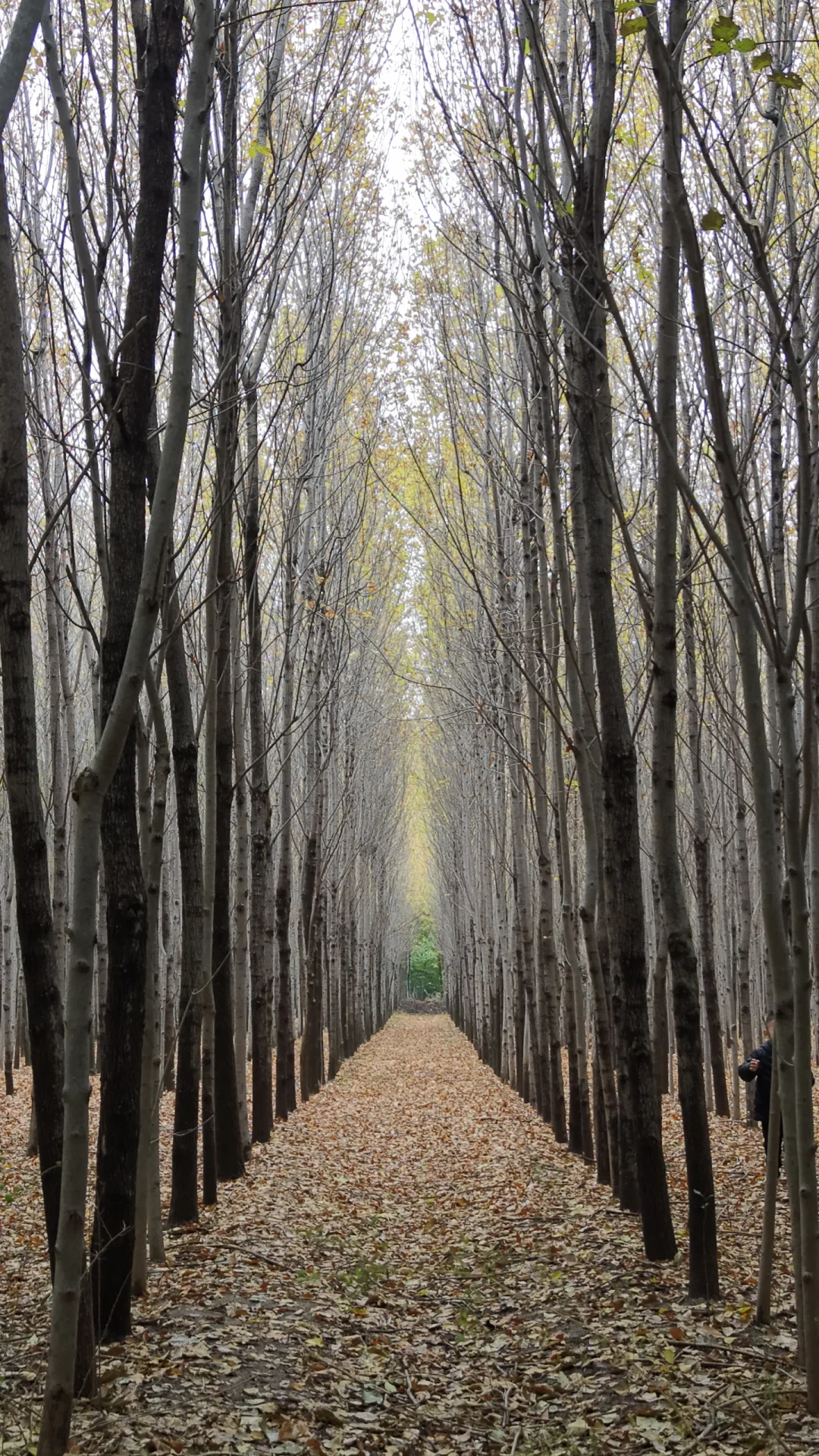 去过疏影路，郑州呼伦贝尔式秋天才算完整！