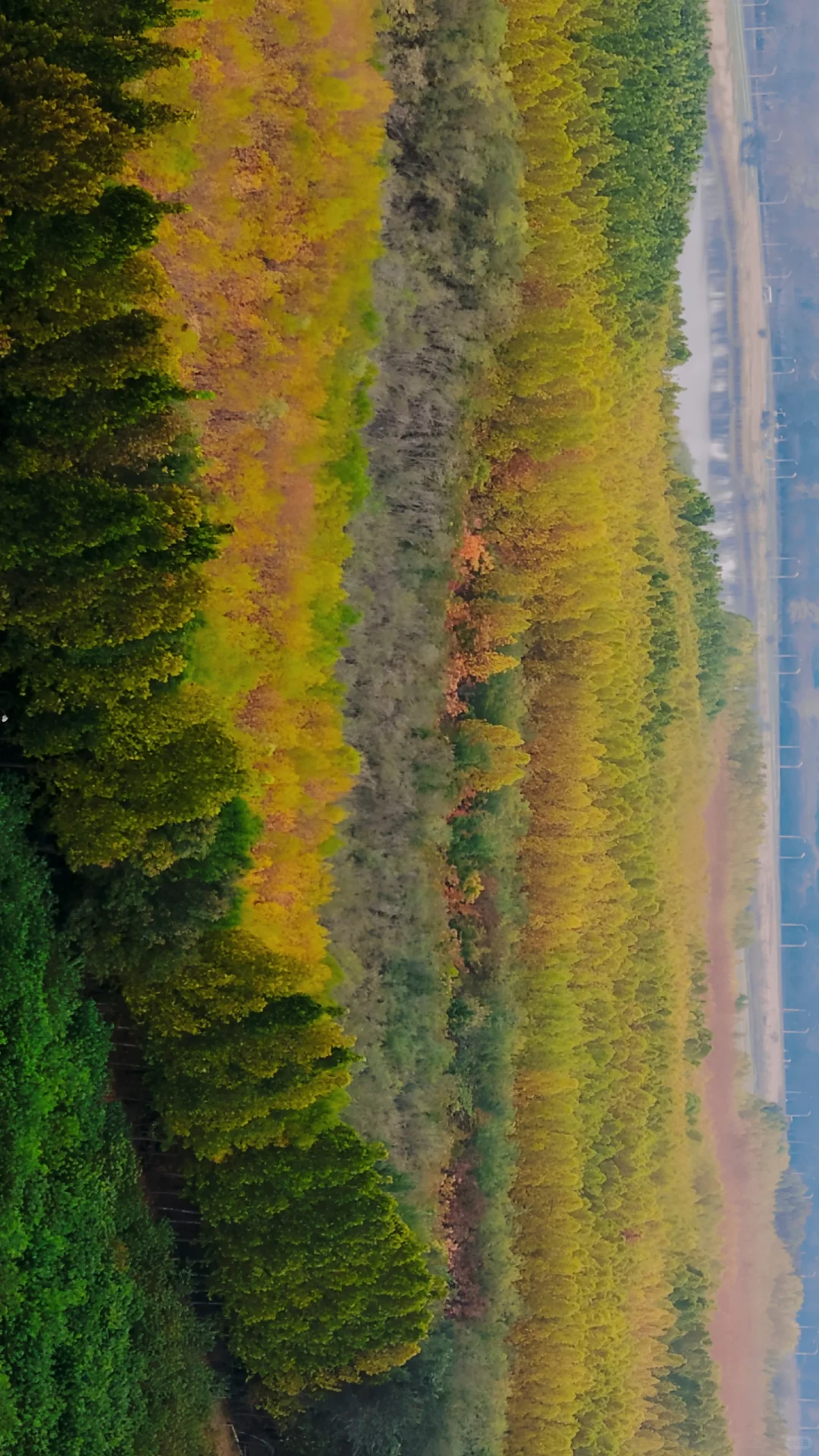 去过疏影路，郑州呼伦贝尔式秋天才算完整！