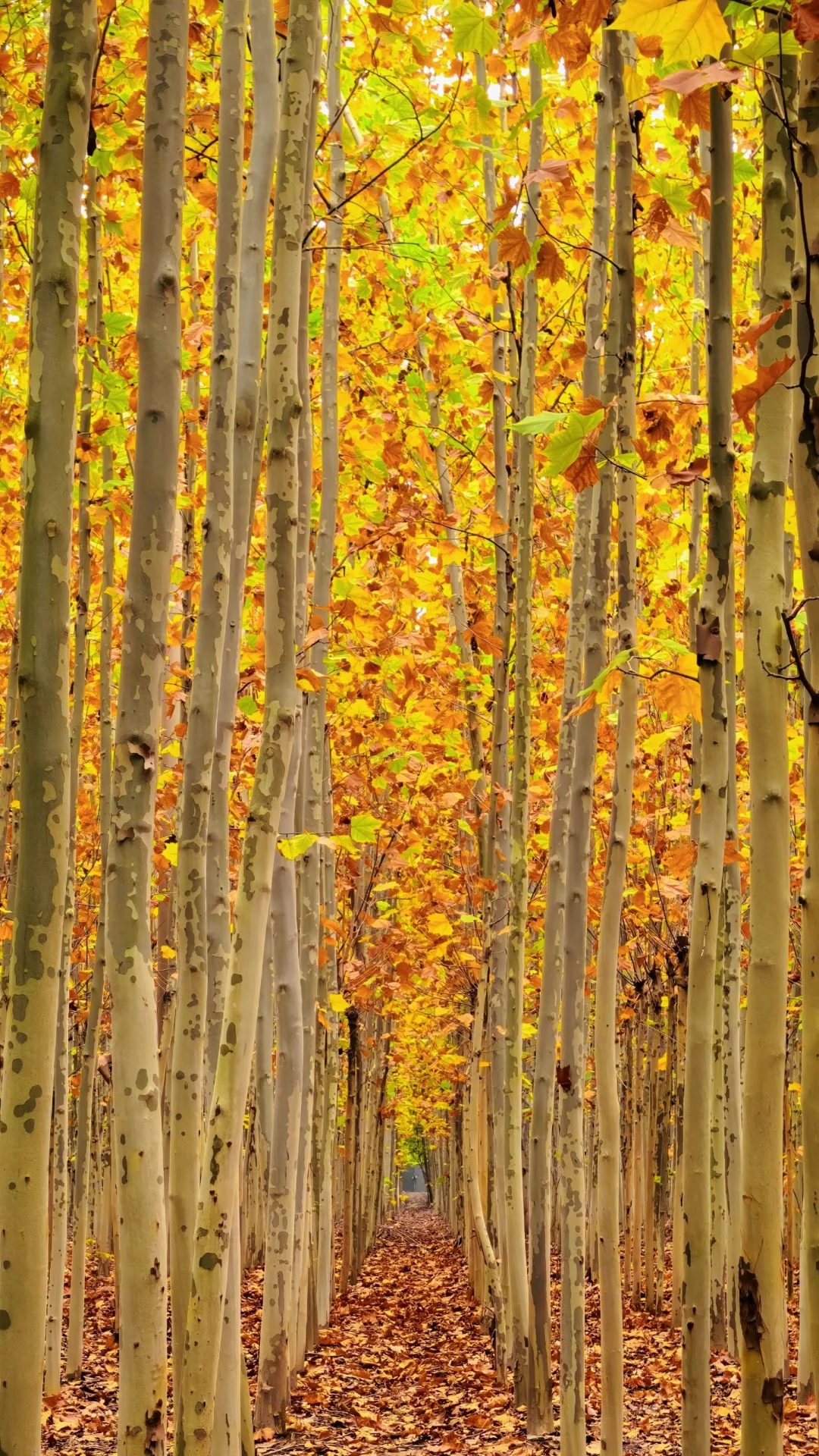 去过疏影路，郑州呼伦贝尔式秋天才算完整！
