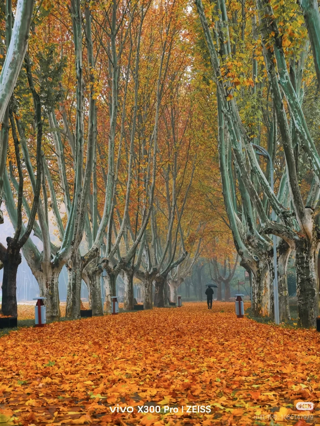 郑州满地贴纸，美哉！