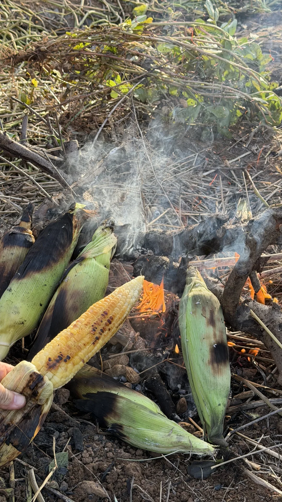 洛阳这个地方也太适合遛娃了吧！