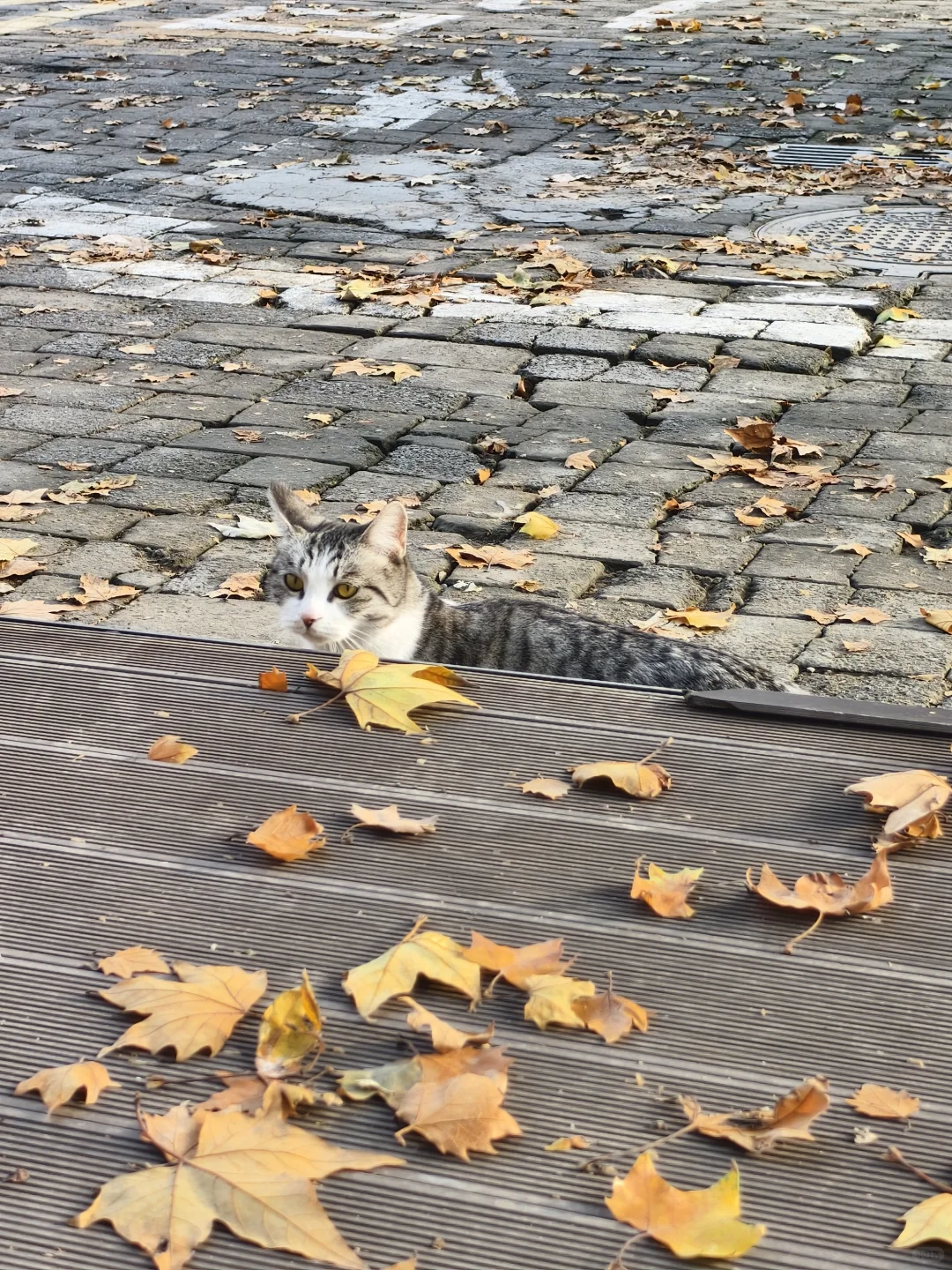 郑州，一种很北方的通感