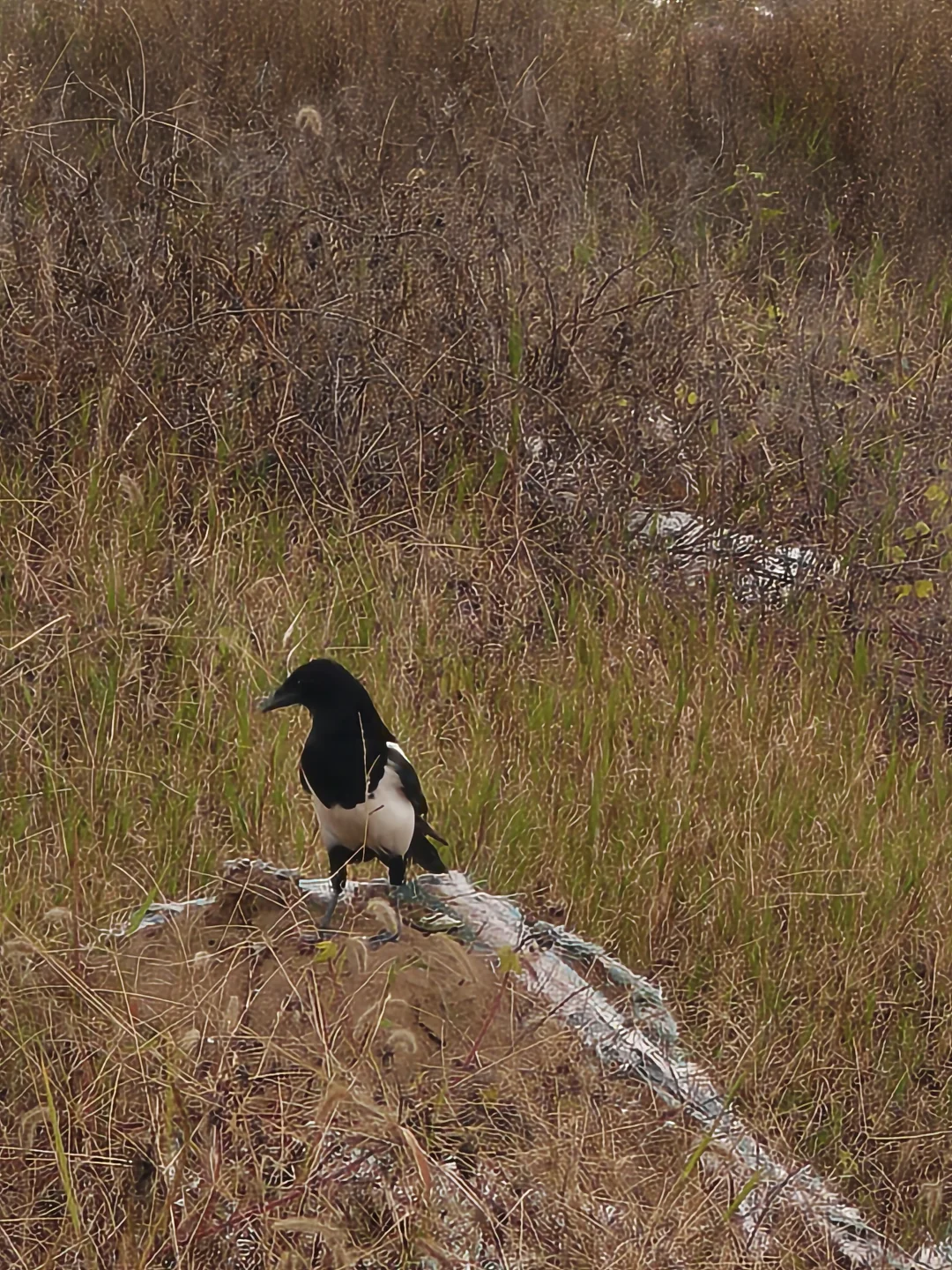 郑州，一种很北方的通感