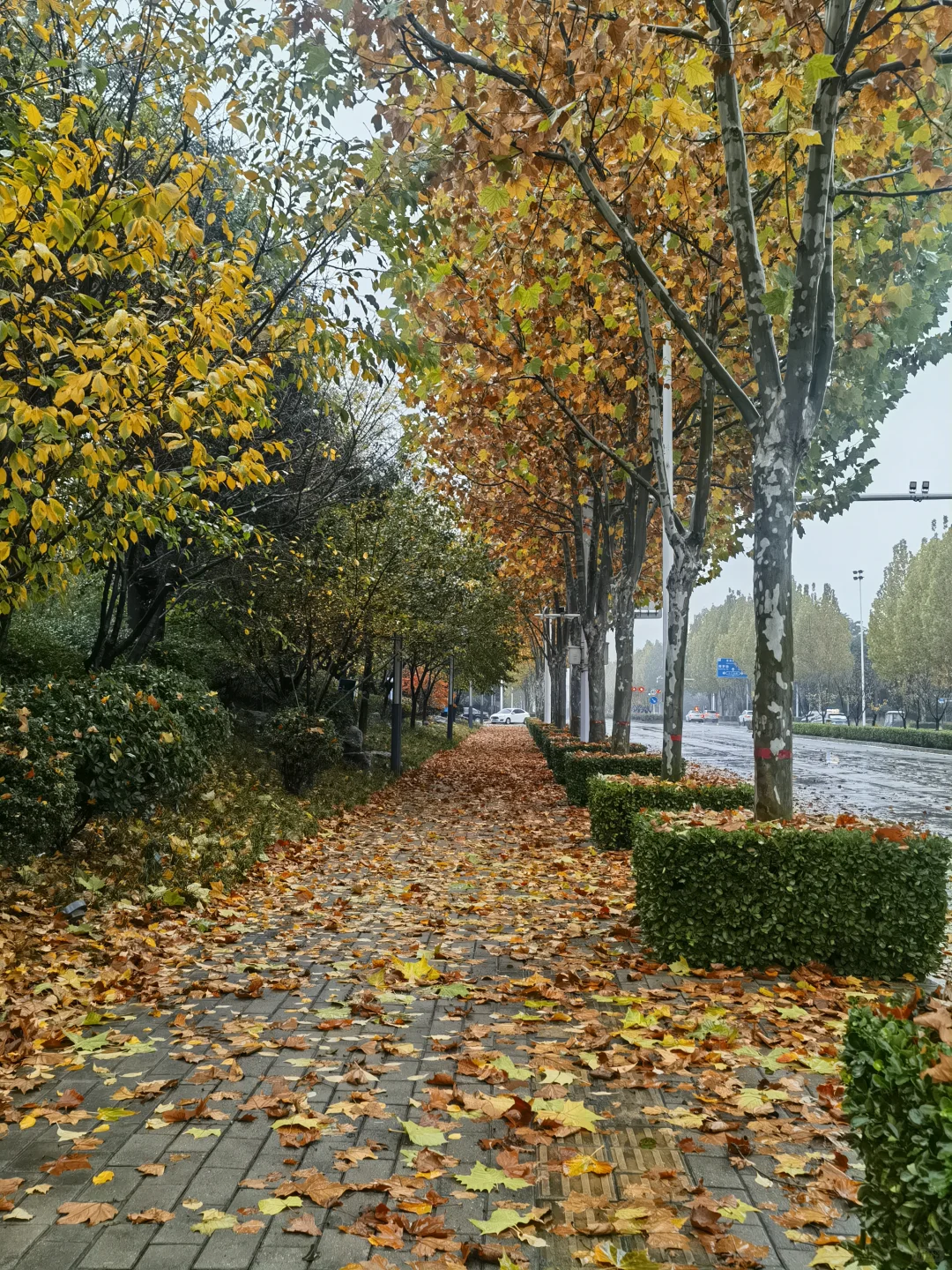 郑州满地贴纸，美哉！