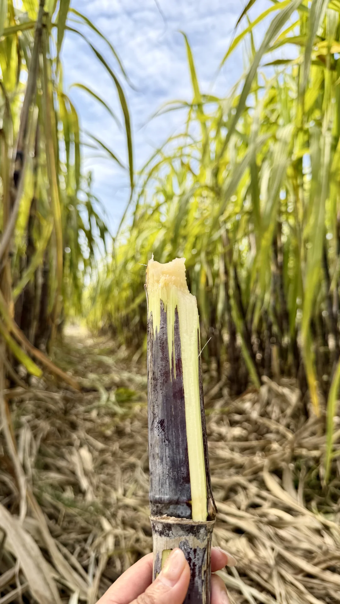 洛阳这个地方也太适合遛娃了吧！