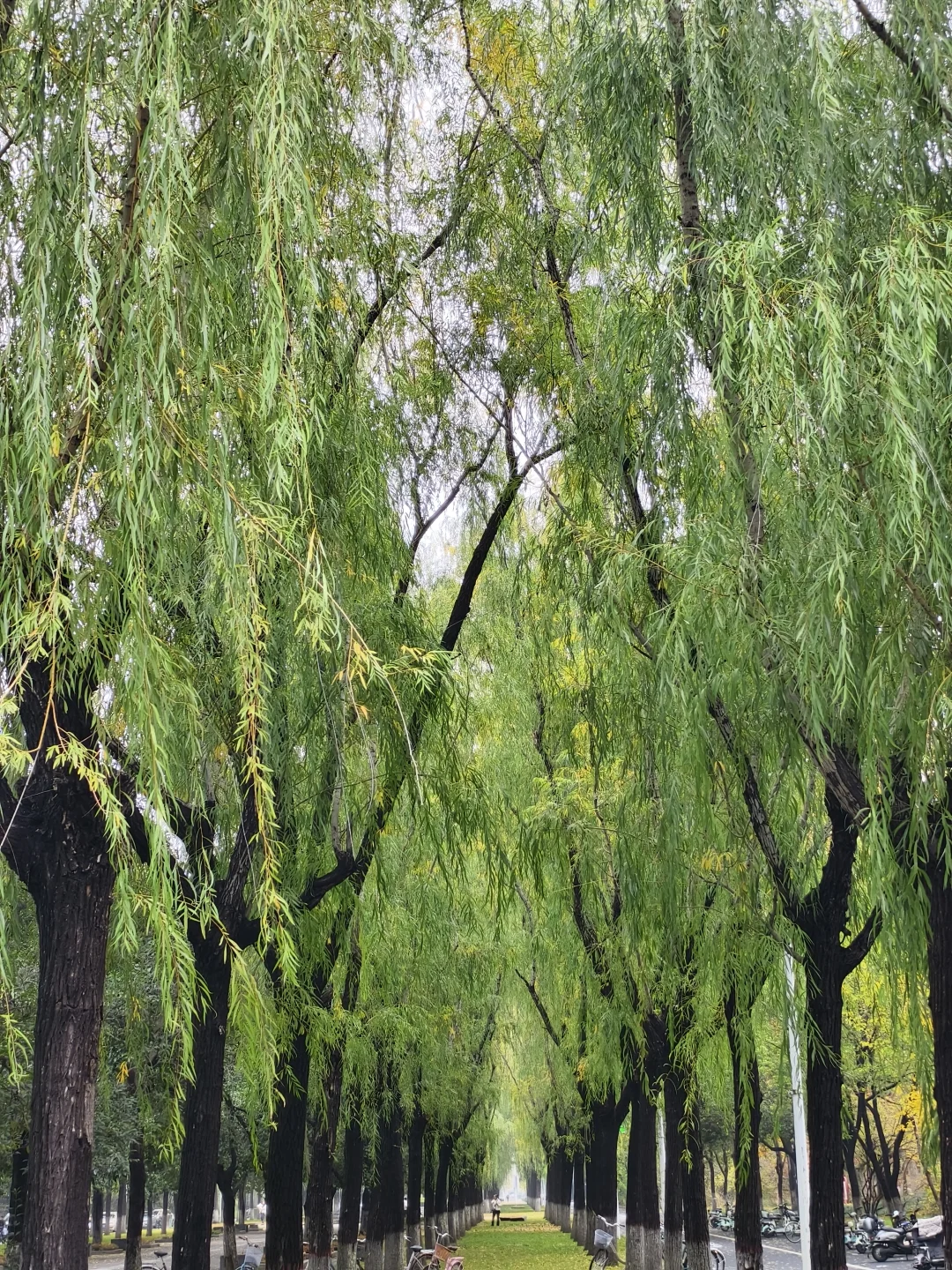 郑州，一种很北方的通感