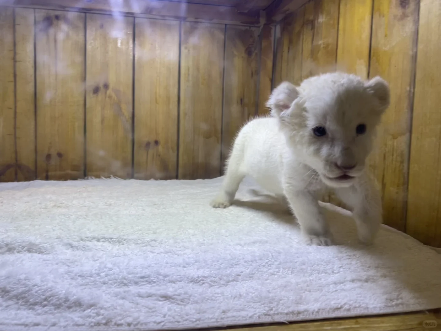 🔥郑州银基动物王国｜暴走2万步总结！