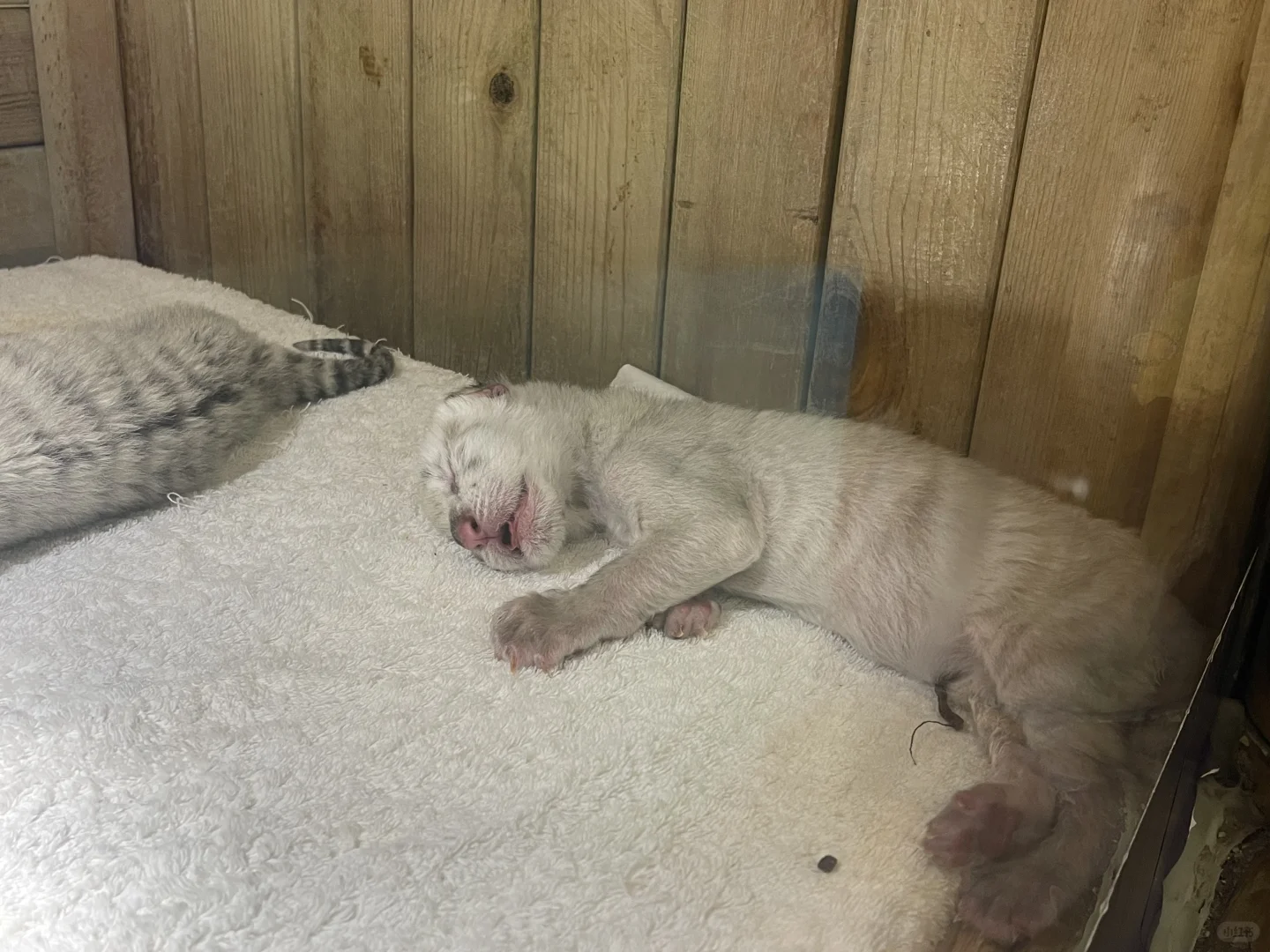 🔥郑州银基动物王国｜暴走2万步总结！