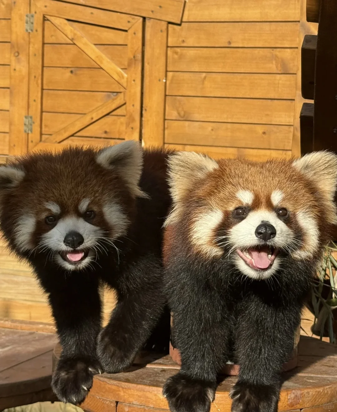 📍银基 不愧是郑州迪士尼‼️