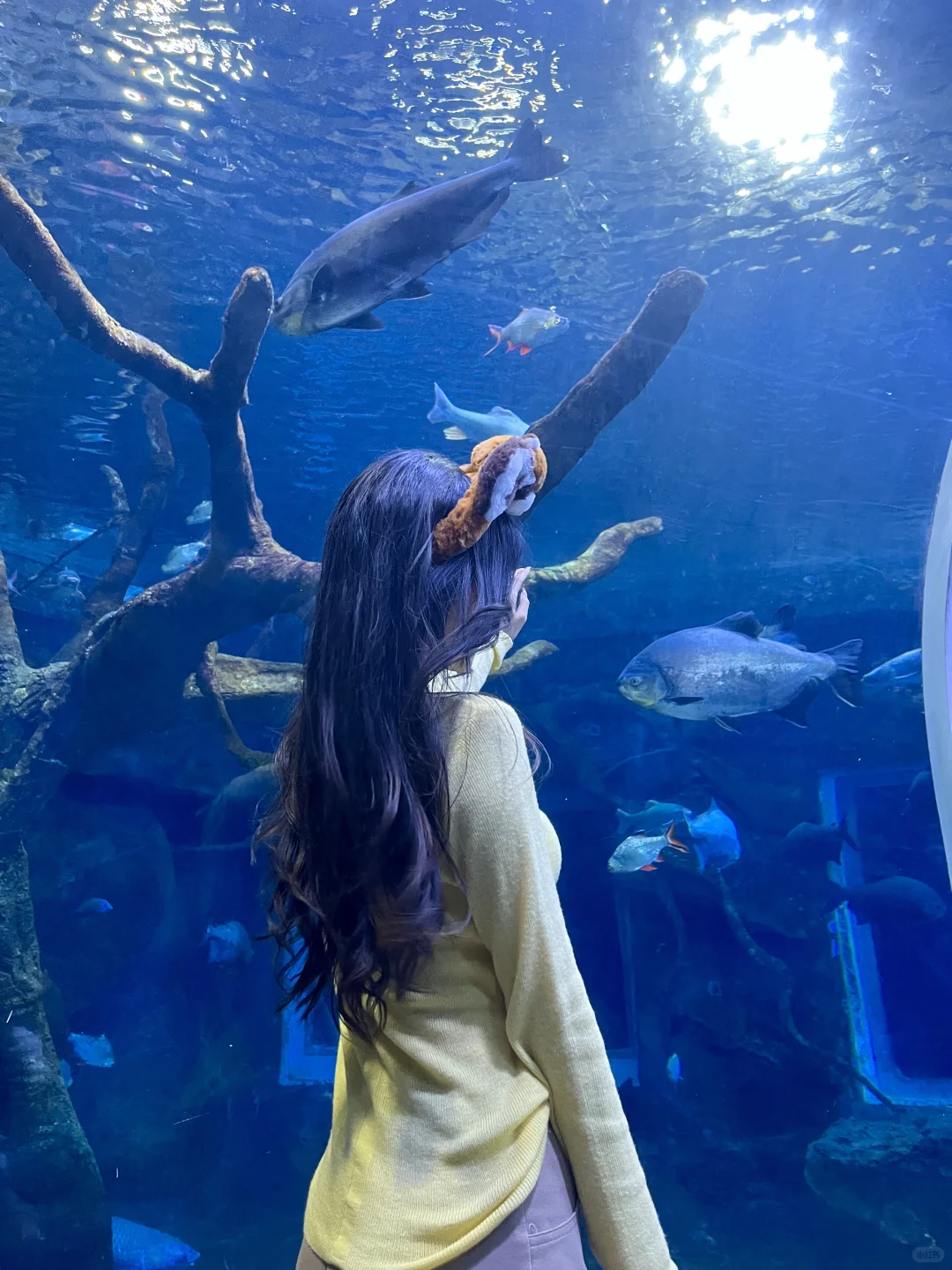 🔥郑州银基动物王国｜暴走2万步总结！