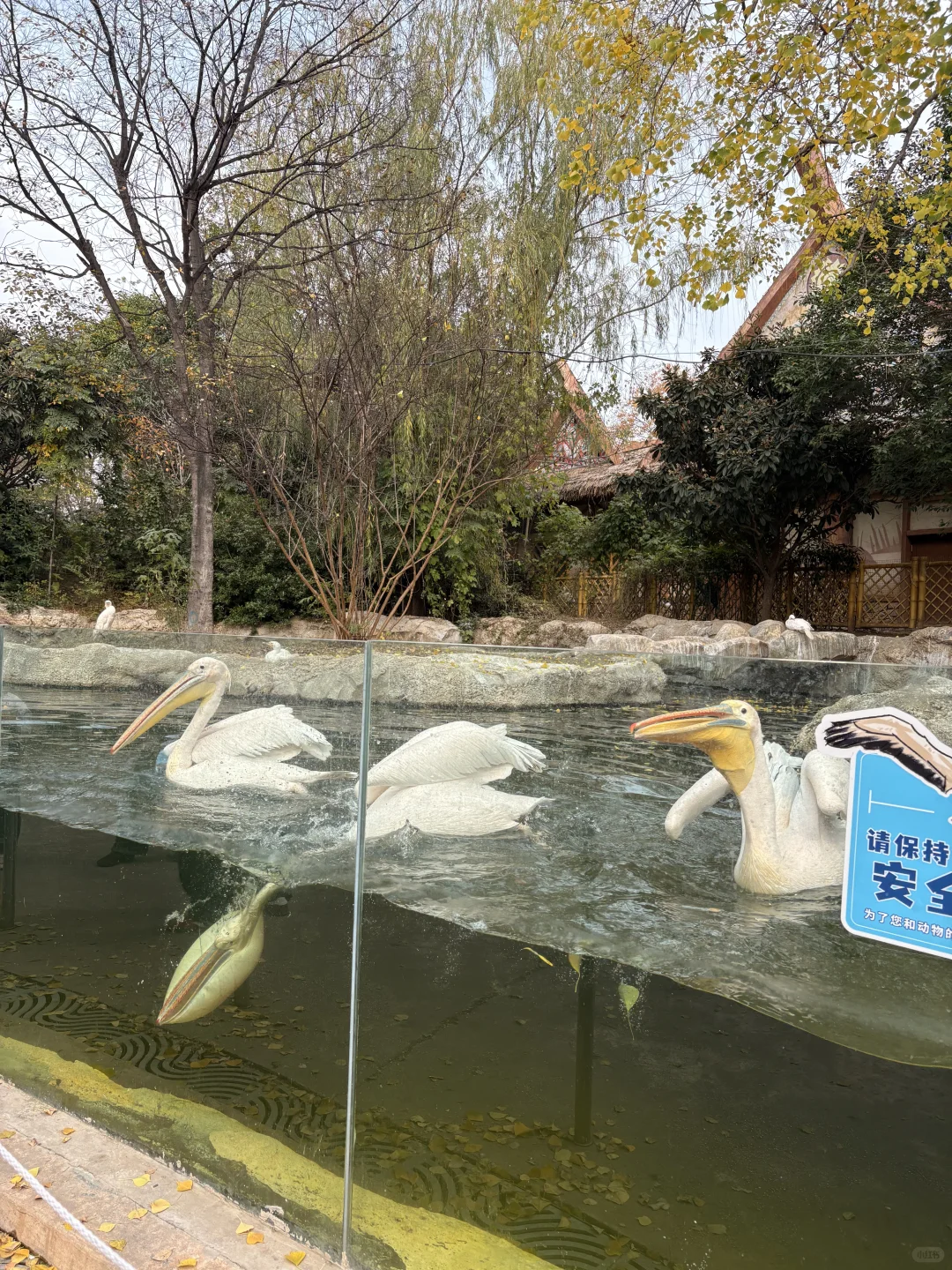 强烈推荐银基动物王国！！！