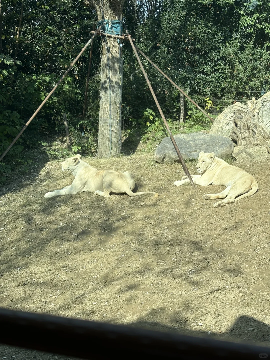 强烈推荐银基动物王国！！！