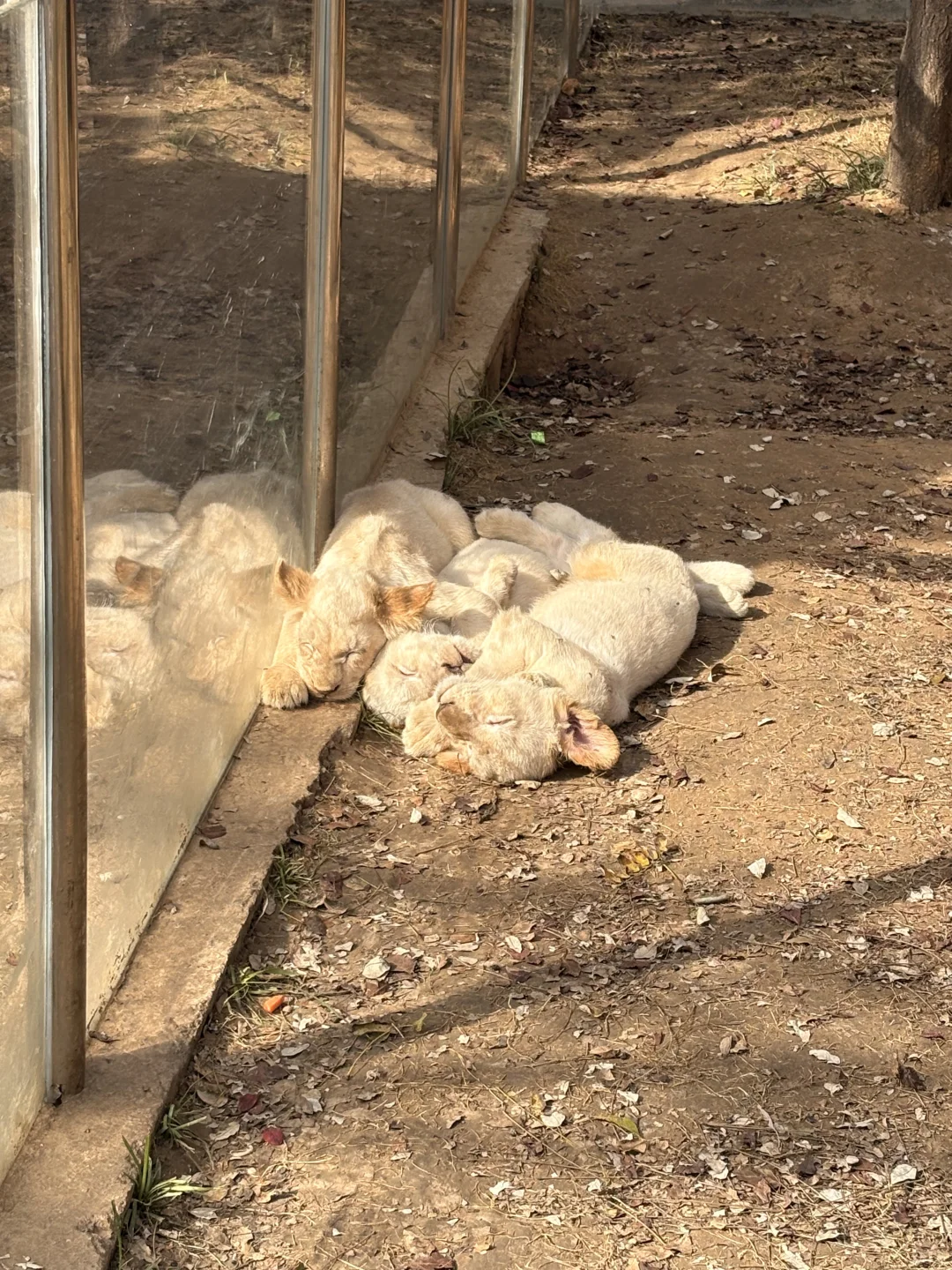 强烈推荐银基动物王国！！！