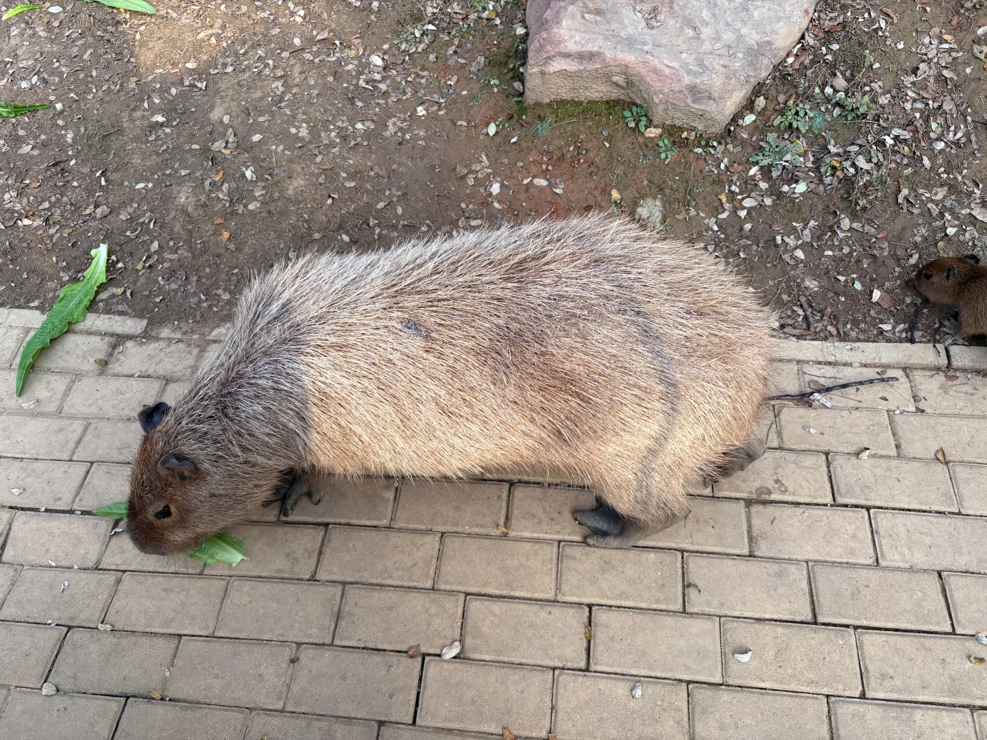 强烈推荐银基动物王国！！！