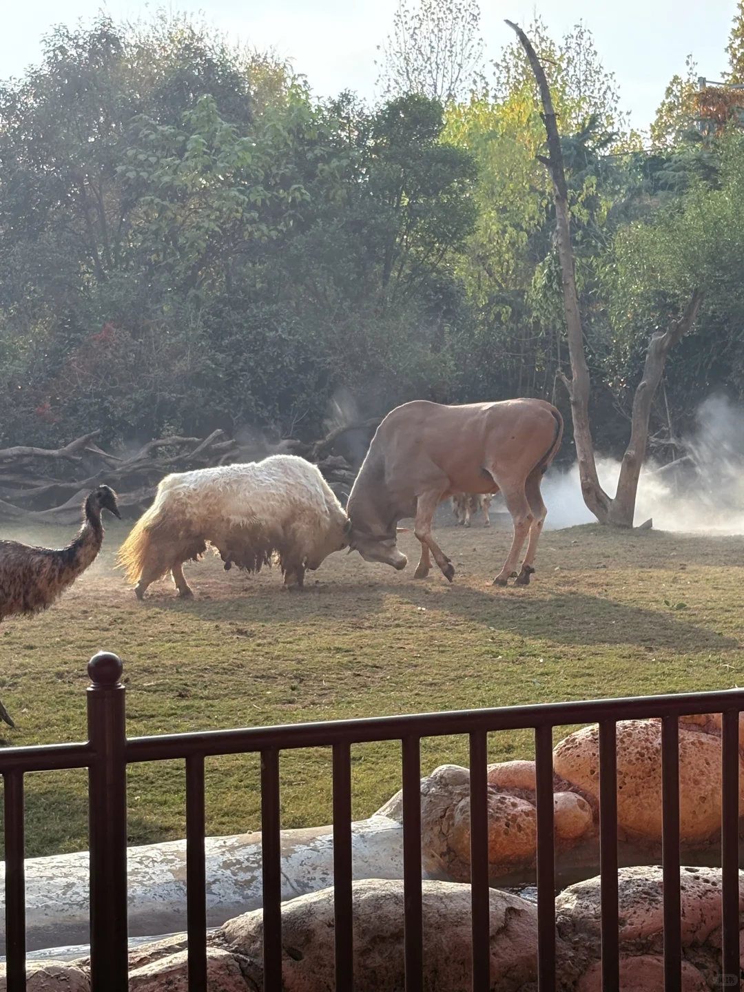 强烈推荐银基动物王国！！！