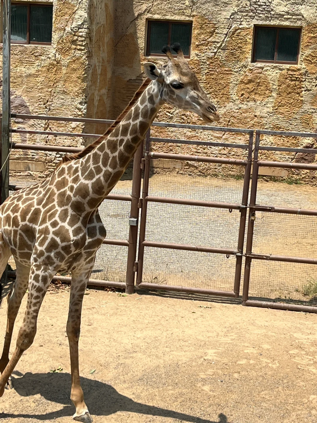 🔥郑州银基动物王国｜暴走2万步总结！