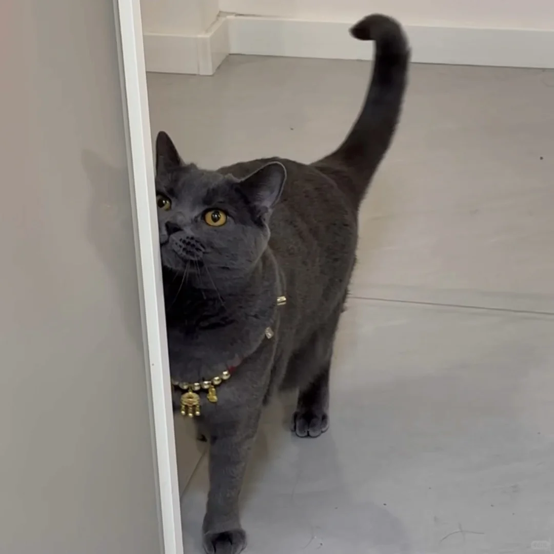 安阳北关区猫咪领养