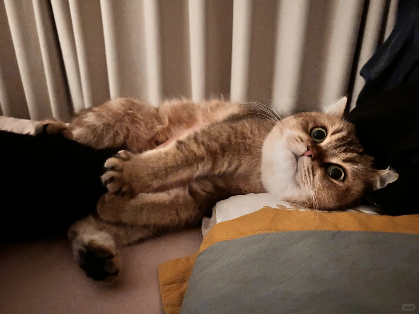 安阳北关区猫咪领养