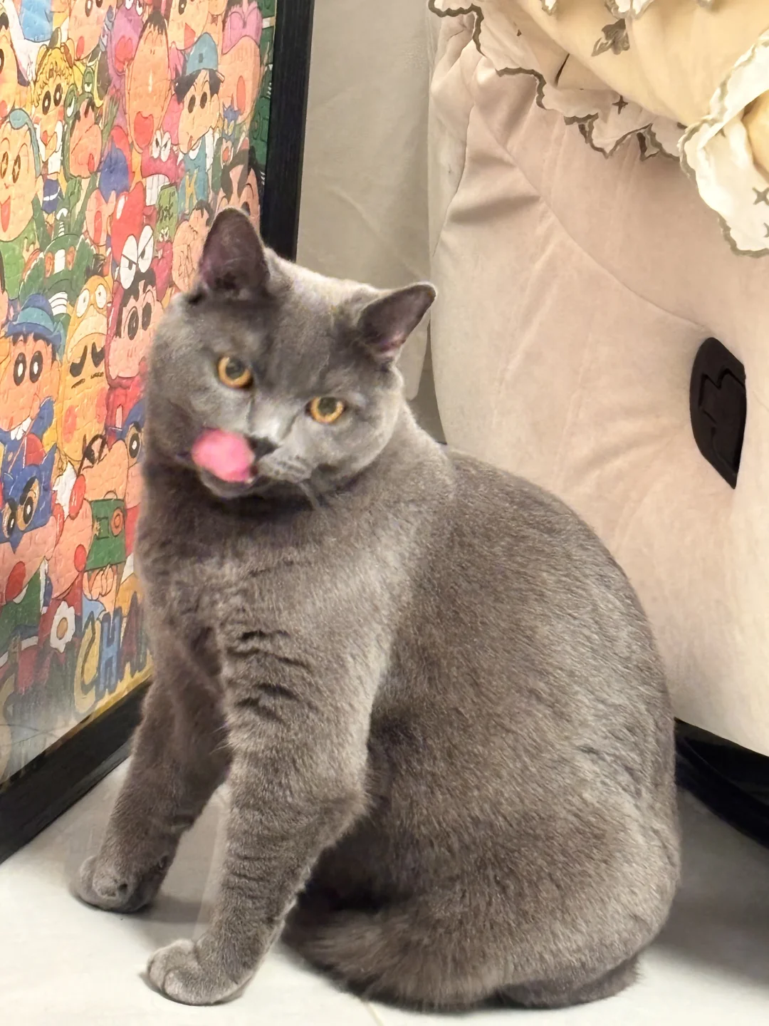 安阳北关区猫咪领养