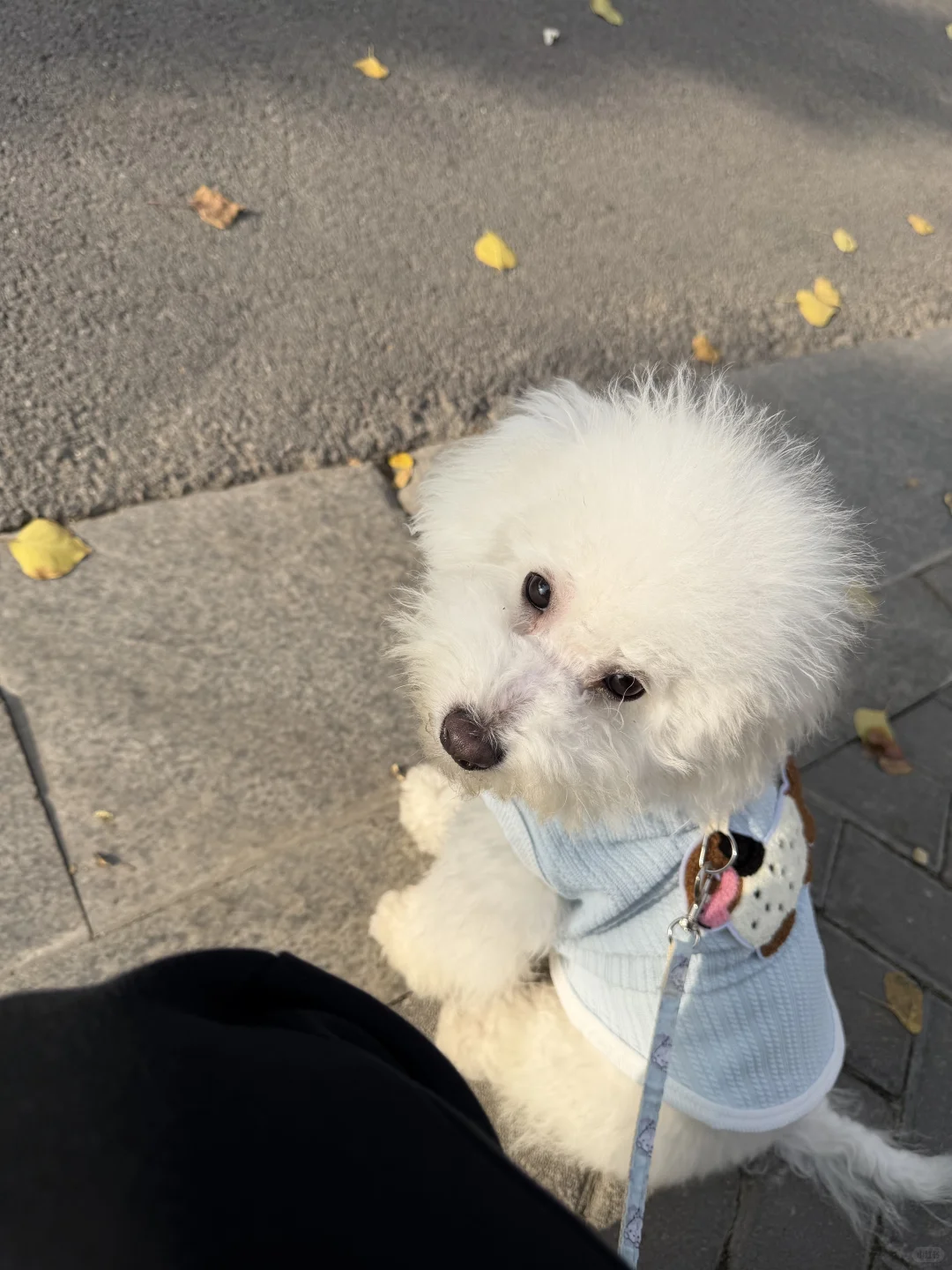 🔥安阳养宠人狂喜！全市首次狗狗跨年聚餐