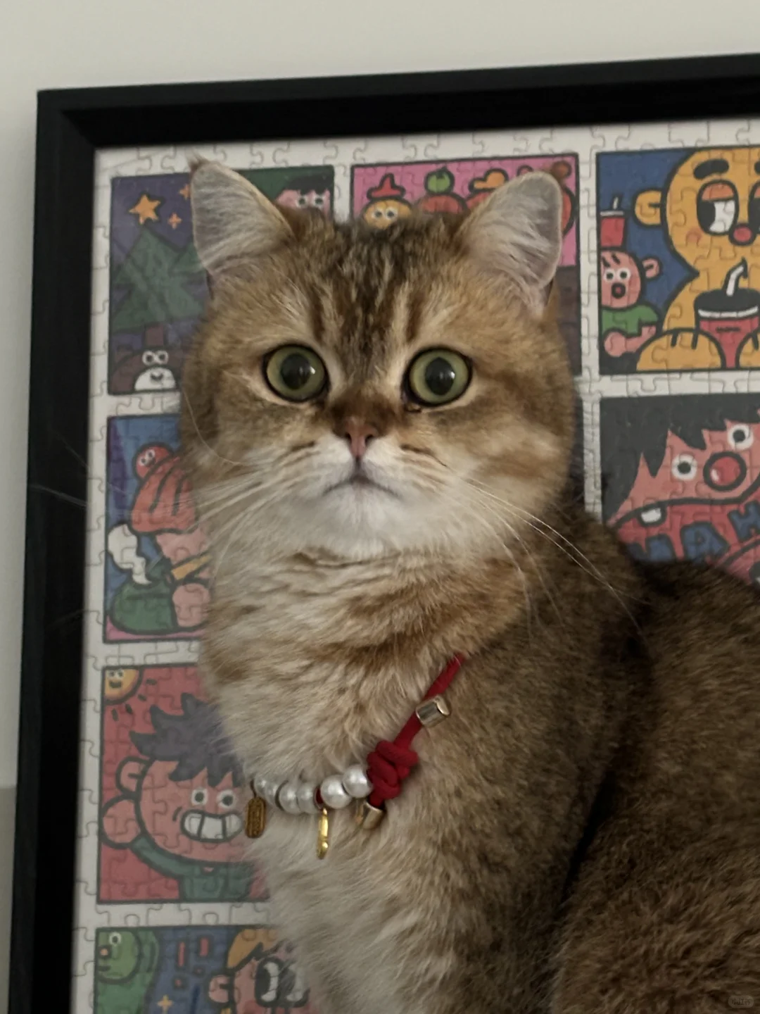 安阳北关区猫咪领养