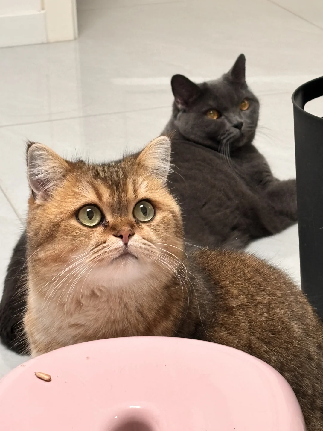 安阳北关区猫咪领养