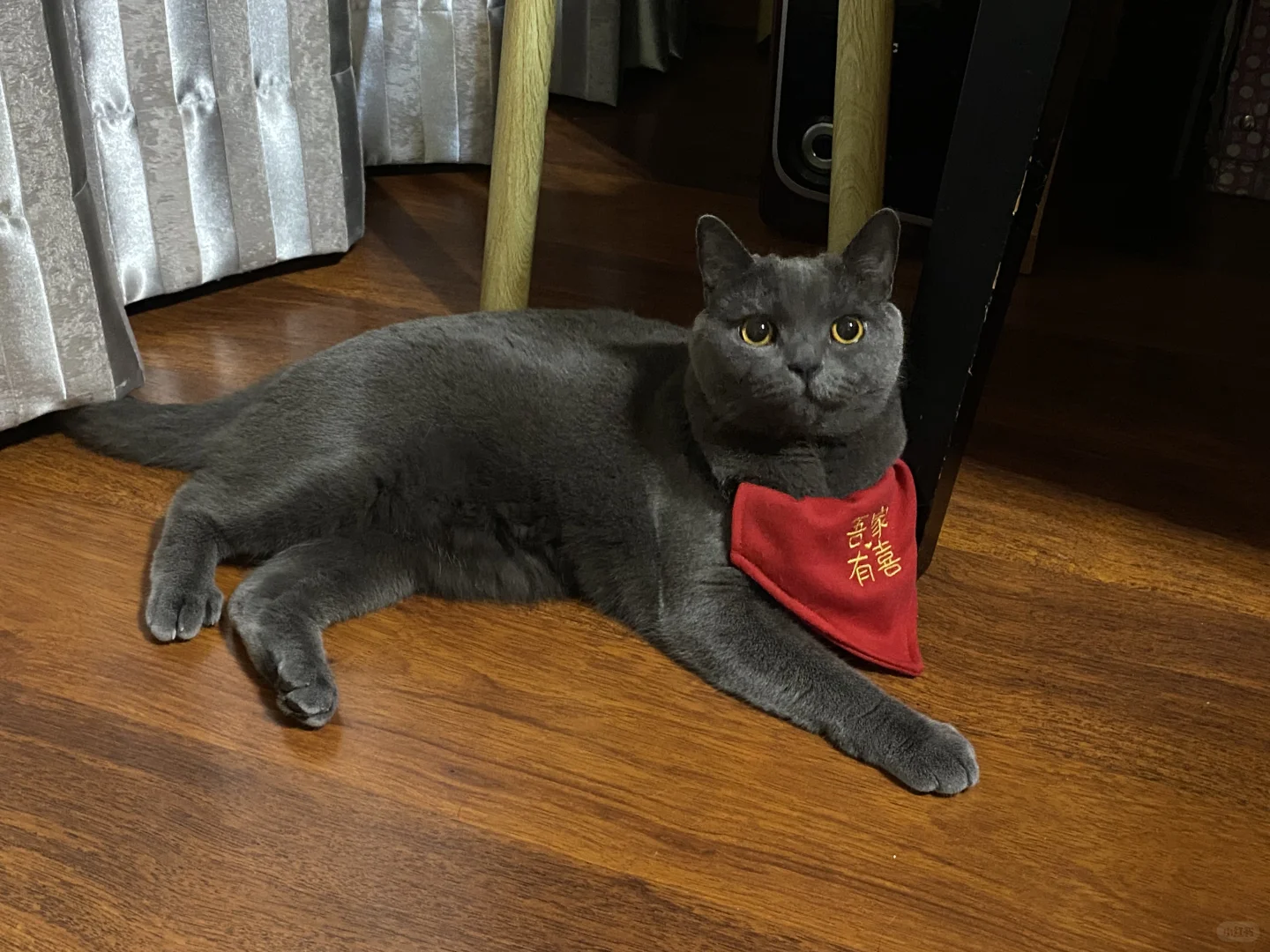 安阳北关区猫咪领养