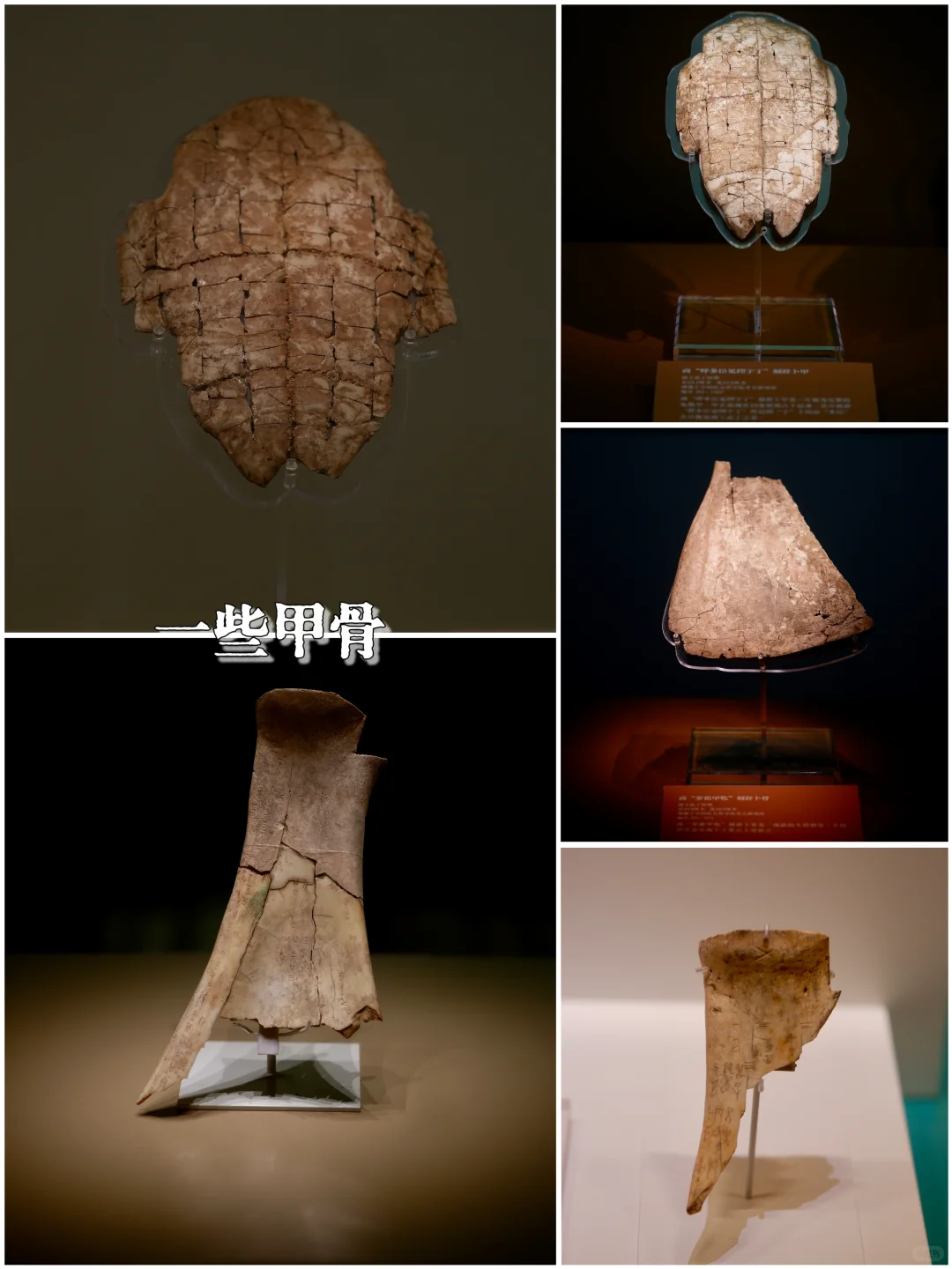 📚安阳殷墟博物馆丨穿越3000年的商朝之旅