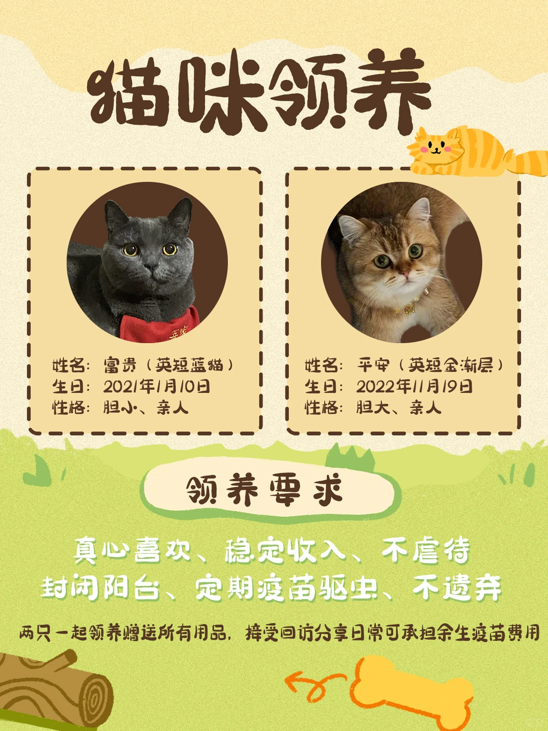 安阳北关区猫咪领养