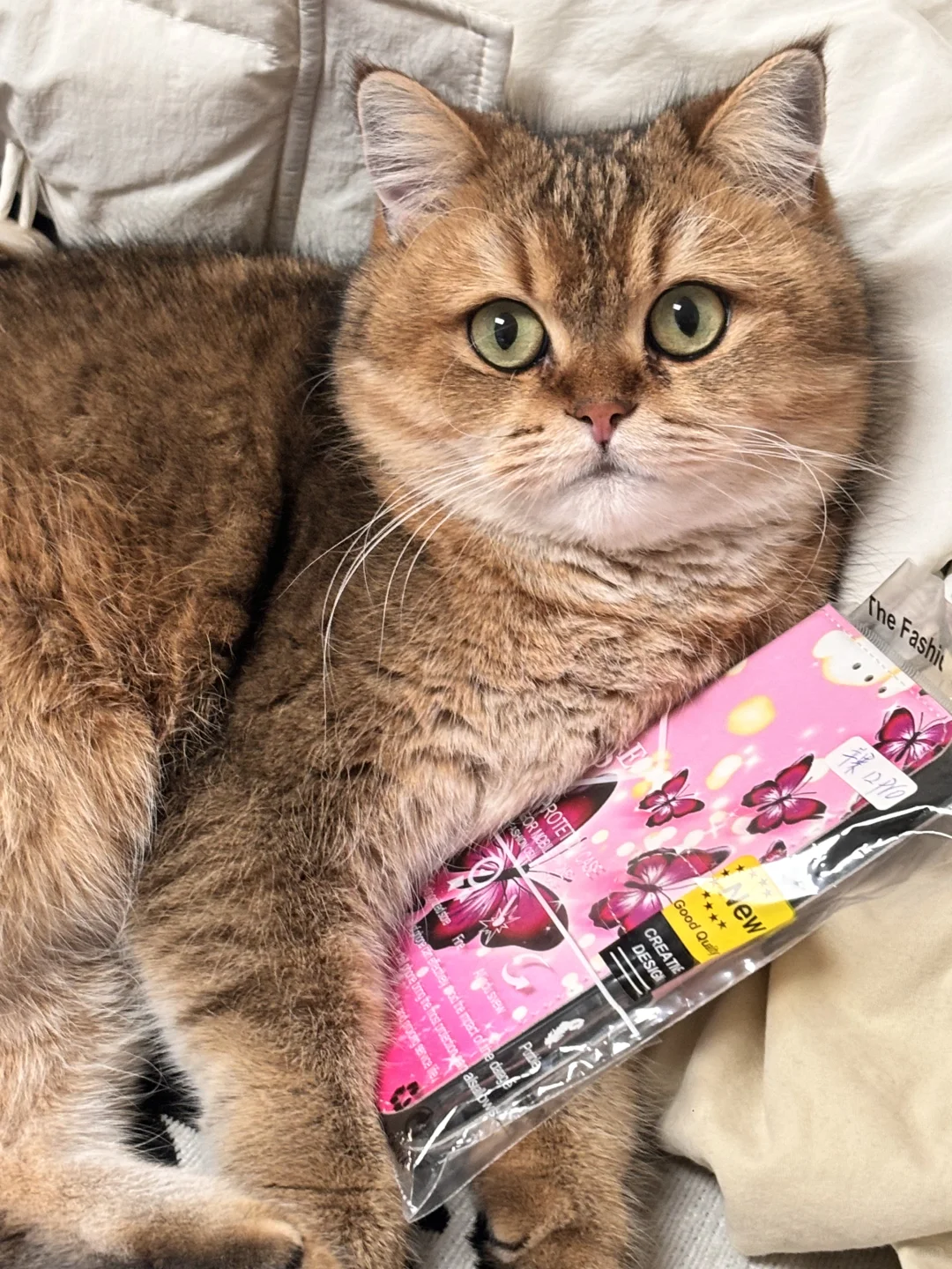 安阳北关区猫咪领养