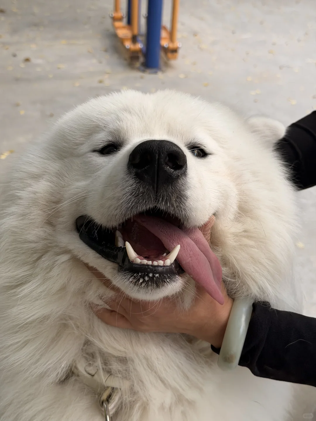 🔥安阳养宠人狂喜！全市首次狗狗跨年聚餐